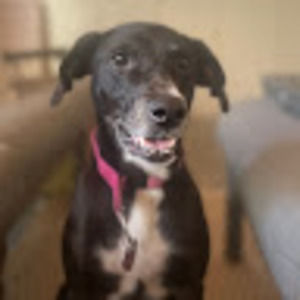 Meet your Posher, Ellie